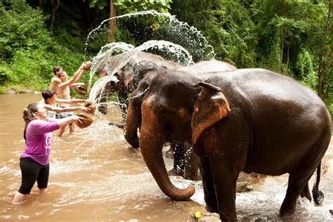  Lampang Elephant Camp, Muhteşem Bir Doğa Görünümü ve Unutulmaz Bir Fil Deneyimi!